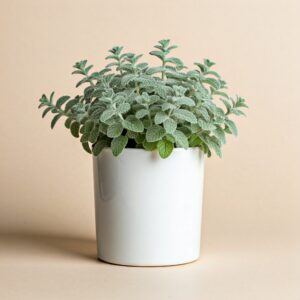 mint plant in white pot