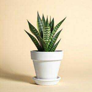 Snake Plant
