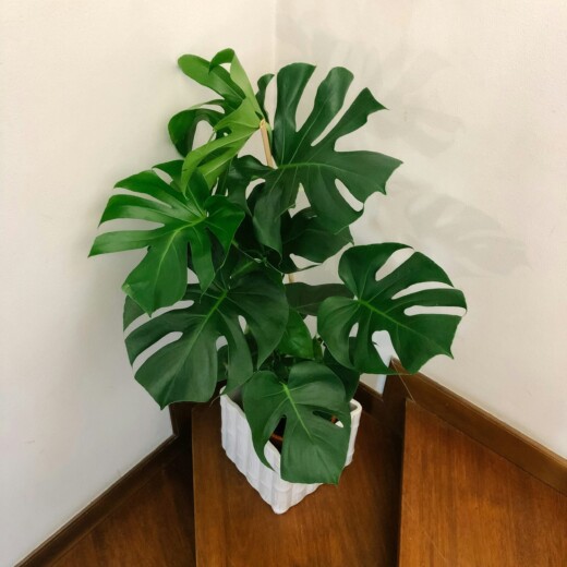 a monstera deliciosa plant by the stairs
