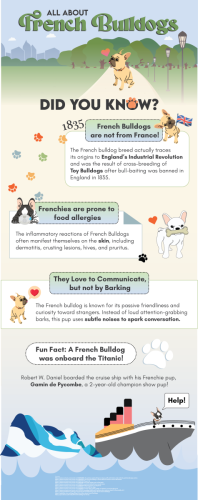 All About French Bulldogs Infographic